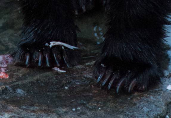 Detalhe das garras de um urso em Haines, no sudeste do Alaska